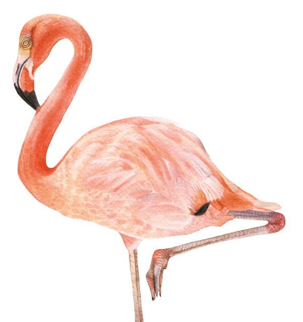 flamingo flamenco naturaleza tropical riviera yucatec tsakin yucatan mexico glamping ecosuites hotel